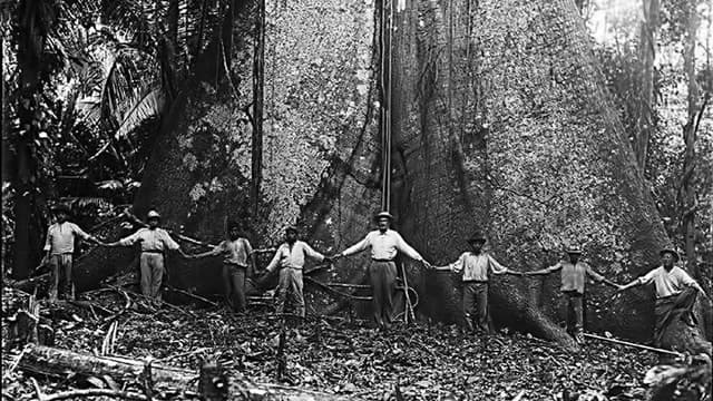 The Tree: The Most Notorious Tonewood in the World - StewMac - Featured Image