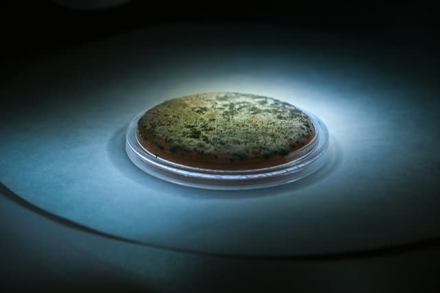 Mirror Life: Creating Aliens on Earth - Featured Image