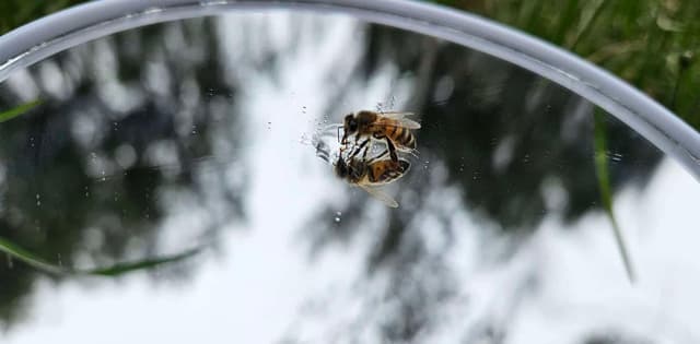 Can we use bees as a model of intelligent alien life to develop interstellar communication? - Observer Voice - Featured Image