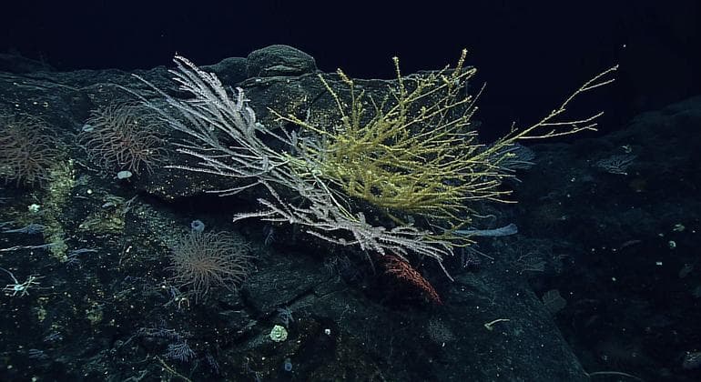 Game-changing international ocean treaty comes into force | UN News - Featured Image