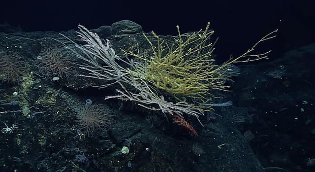 Game-changing international ocean treaty comes into force | UN News - Featured Image