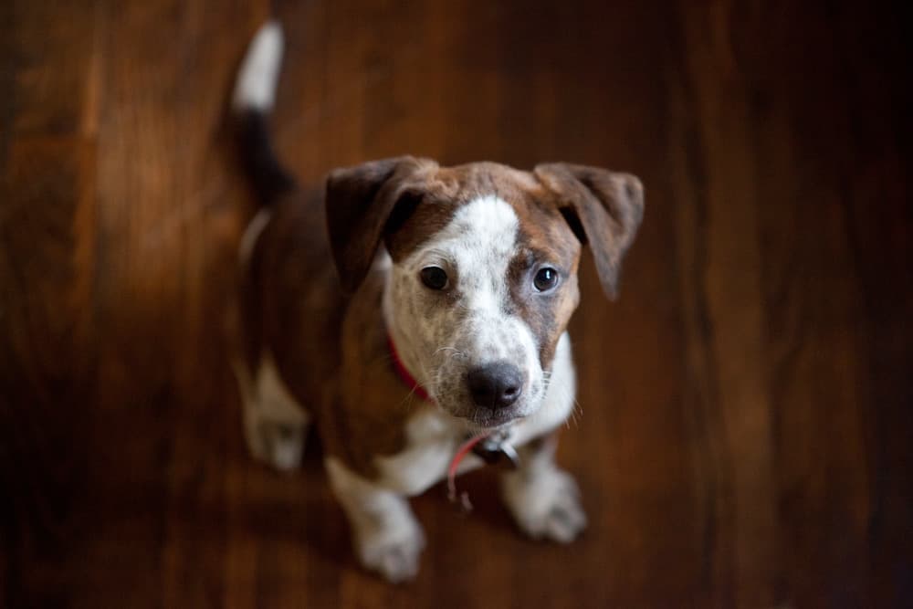 Our puppy Stella - Image