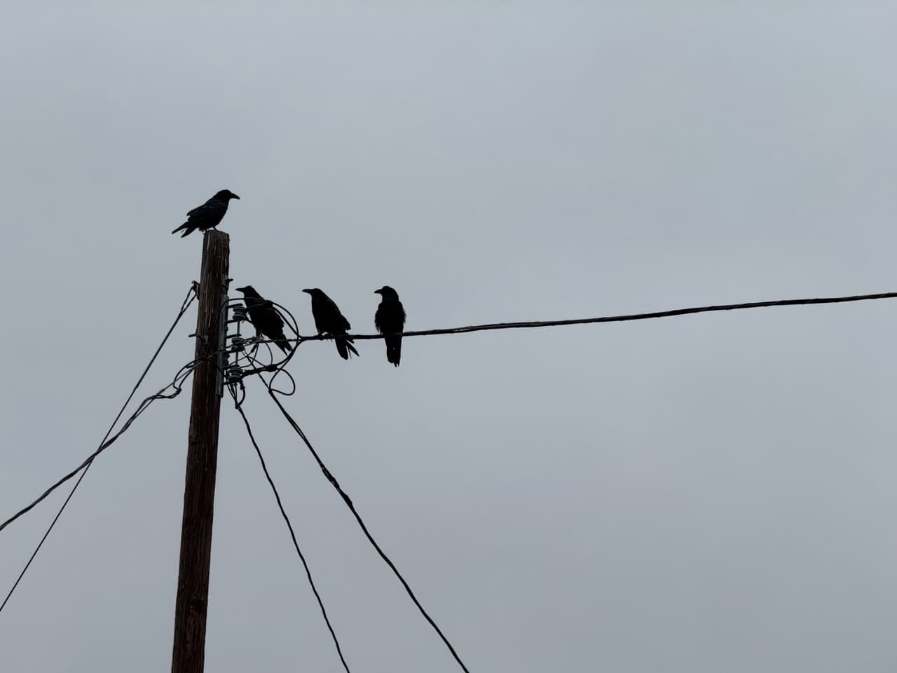 Some new friends - Image