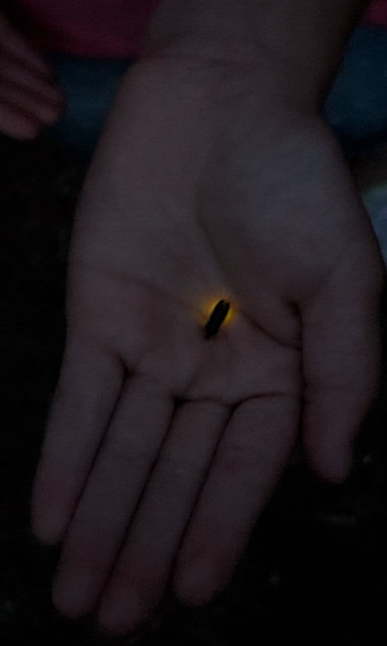 Gentle Lightning bug night
 in Michigan - Image