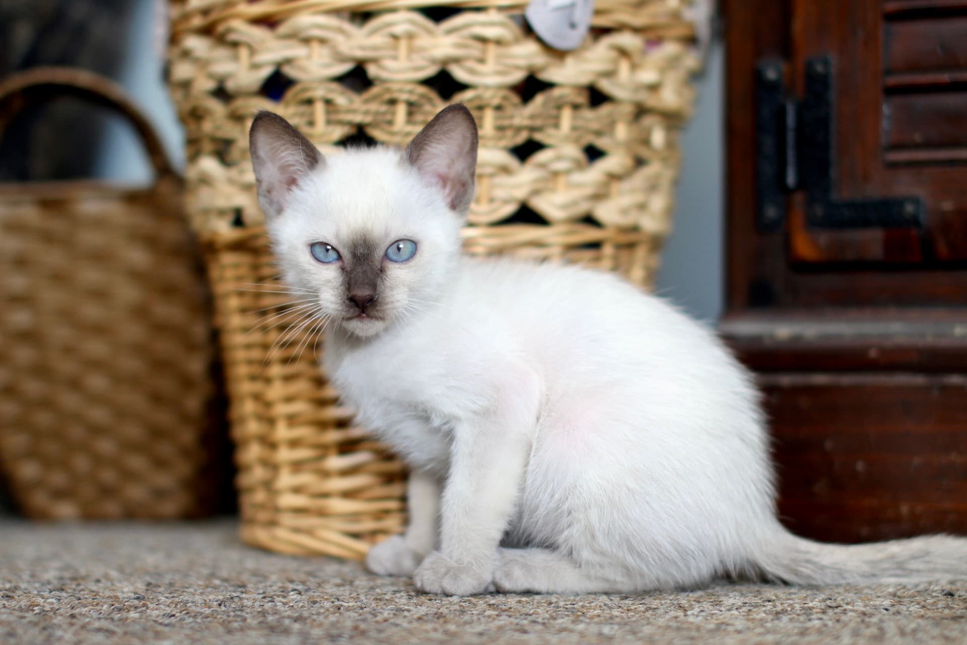 We Are Siamese If You Please - Image