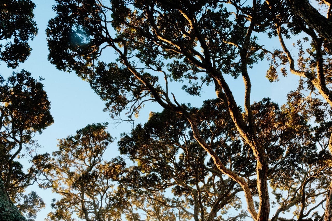 Kondo wa kondo ima wa ima - Image