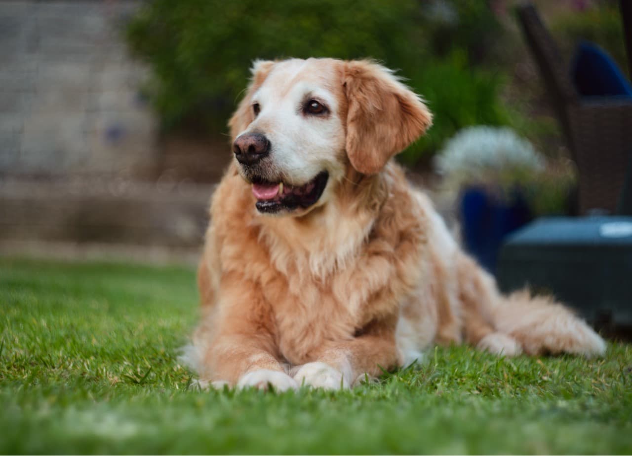 Currently dog sitting Sadie - Image