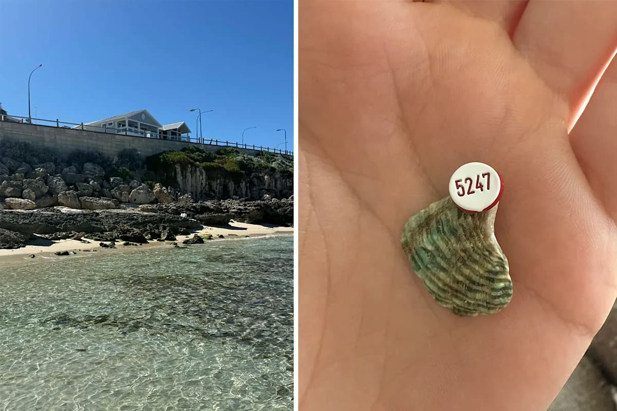 Excitement after beachgoer finds mysterious code on Aussie shell: 'Key information' - Yahoo News Australia - Featured Image