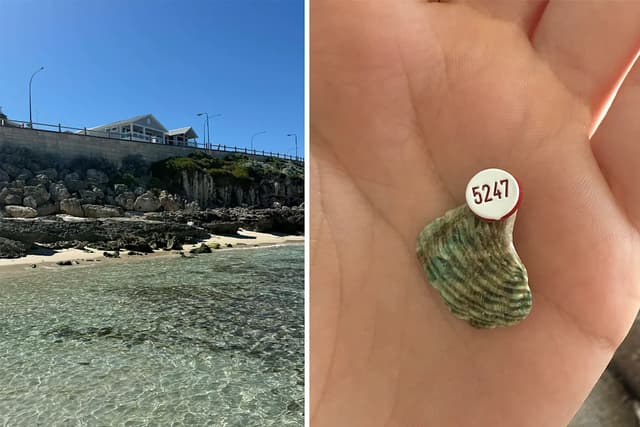 Excitement after beachgoer finds mysterious code on Aussie shell: 'Key information' - Yahoo News Australia - Featured Image