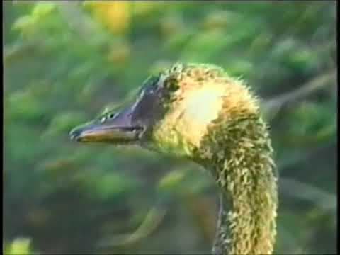 Bill Lishman 1990 William Lishman C'mon Geese! (Full Movie) - Featured Image