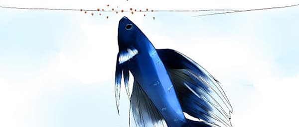 Feeding Bettas - A Complete Guide to Feeding Your Betta - Fish Care - Featured Image