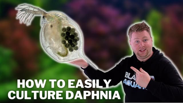 Great Live Fish Food! - How to Easily Culture Daphnia / Water Fleas and What to Avoid - Featured Image