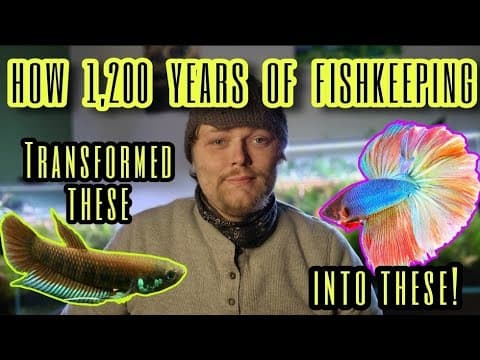 The History of Betta Keeping & Domestication. Siamese Fighting Fish Genetics & Wild Betta Splendens. - Featured Image