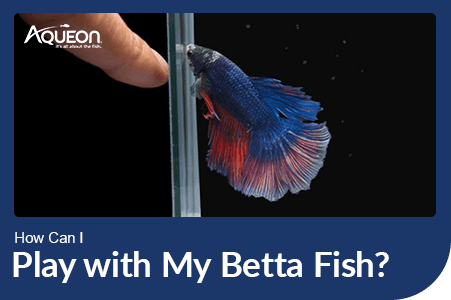 How Can I Play With My Betta Fish? - Featured Image