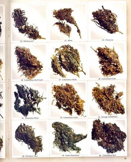 How to Breed Your Own Cannabis Strain - Breeding Techniques - Featured Image