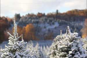 Case of cabin fever? Shake off the winter malaise with a pair of Christmas tree webinar series - Christmas Trees - Featured Image