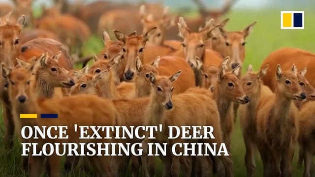 Back from ‘extinction’: China’s milu deer population rebounds thanks to protection efforts - Featured Image