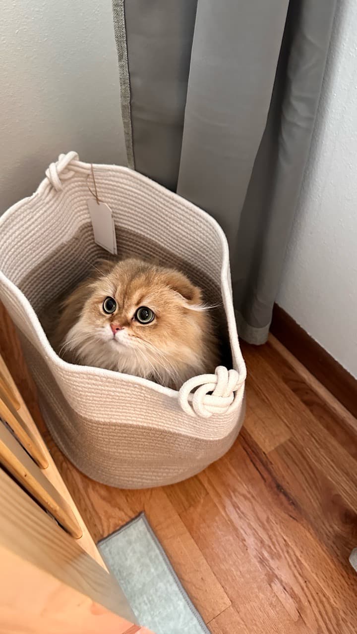 Where do we put our cats? - Image