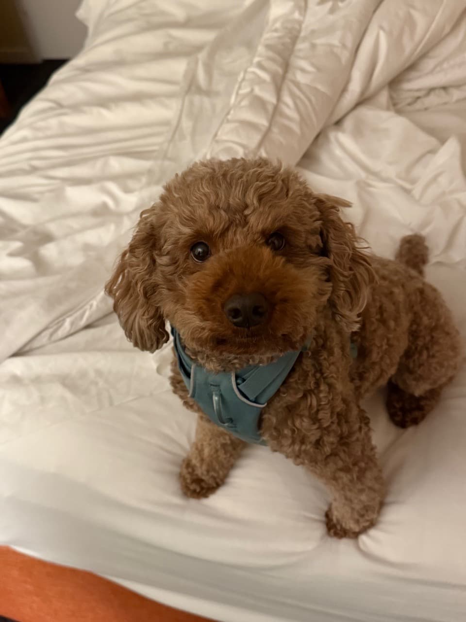 Digg, meet Tucky! - Image