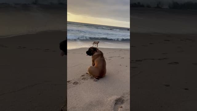 Boerboel on Mexican Beach #boerboel #shorts #dog #dogs - Featured Image