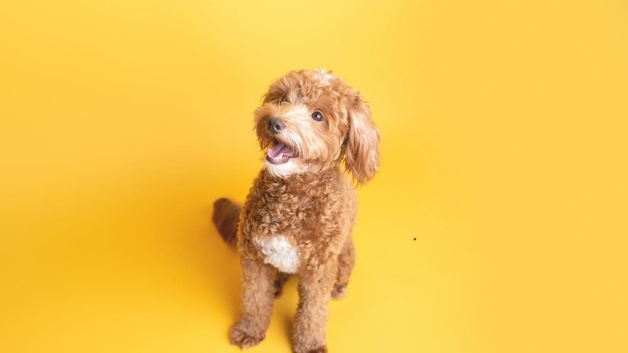 Male or Female Puppy? Key Differences Buyers Should Know - Featured Image