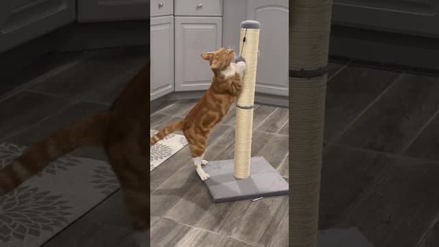 Cats vs. New Scratching Post! #cats #animallovers #pets - Featured Image
