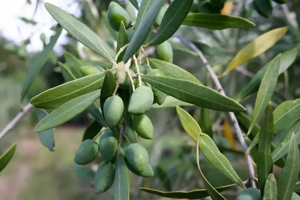 Which Olive Oils Have the Highest Polyphenol Content? - Featured Image