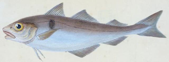 Deaf as a Haddock – Myths and Legends of a Humble Food Fish - Featured Image