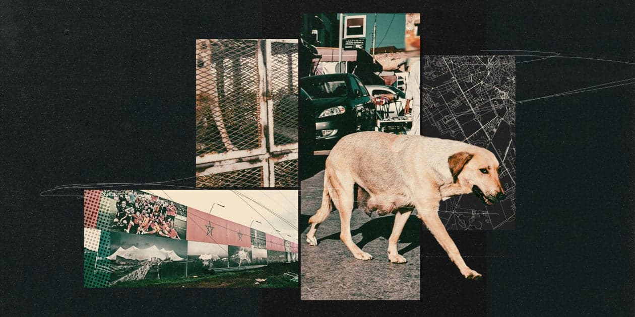 Special report: Morocco, the 2030 World Cup and accusations of the ‘massacre’ of street dogs - The Athletic - Featured Image