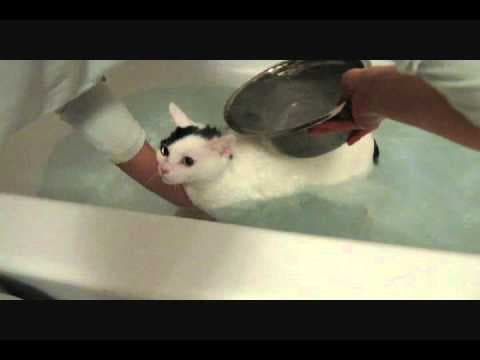 Cat taking a bath mooooooo mooooooo - Featured Image