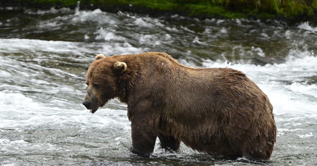 Fat Bear Week has crowned a new champion. And of course his name is Chunk. - Featured Image