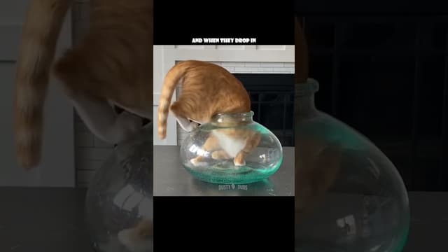 or worse yet, an ELECTRIC EEL 🙀 🎥: pjordan922 (TT), #shorts - Featured Image