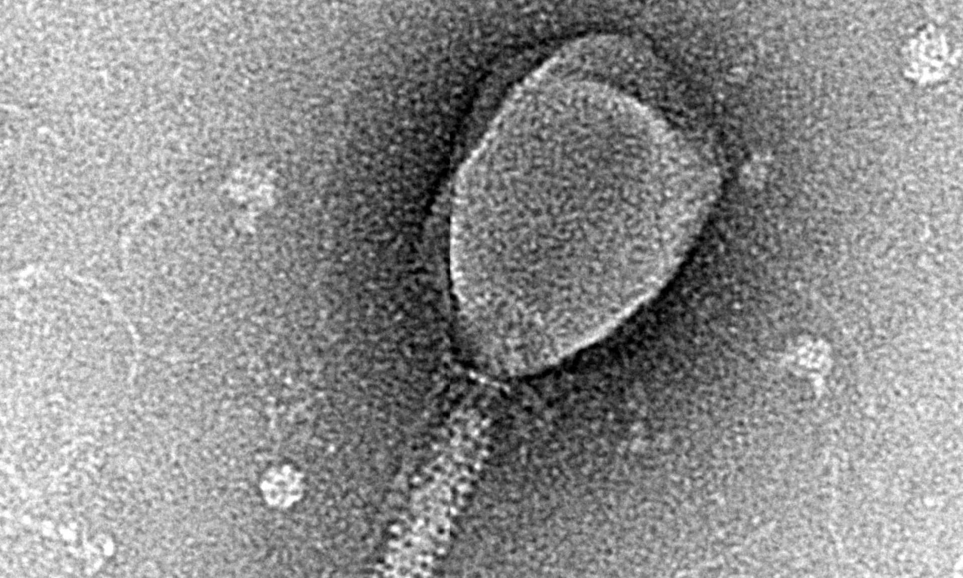 AI can now design viruses, raising new biosecurity risks - Earth.com - Featured Image