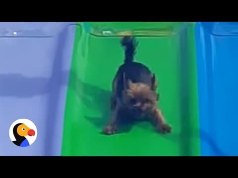 Dog Rides Slide Over and Over Again | The Dodo - Featured Image