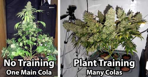 Complete Guide to Cannabis Plant Training | Grow Weed Easy - Featured Image