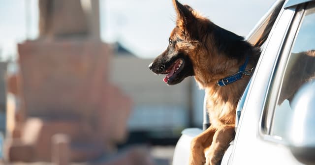 German Shepherd Treats Passing Cars Like a Snack and It's Too Funny - Parade Pets - Featured Image