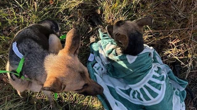 Heroic German Shepherd leads rescuers to trapped friend in Genesee County pond - Featured Image