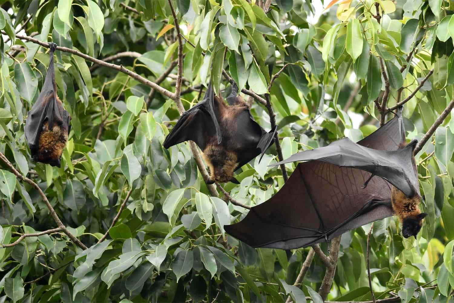 Officials Report Outbreak of Deadly Nipah Virus, Which Has No Cure - Featured Image