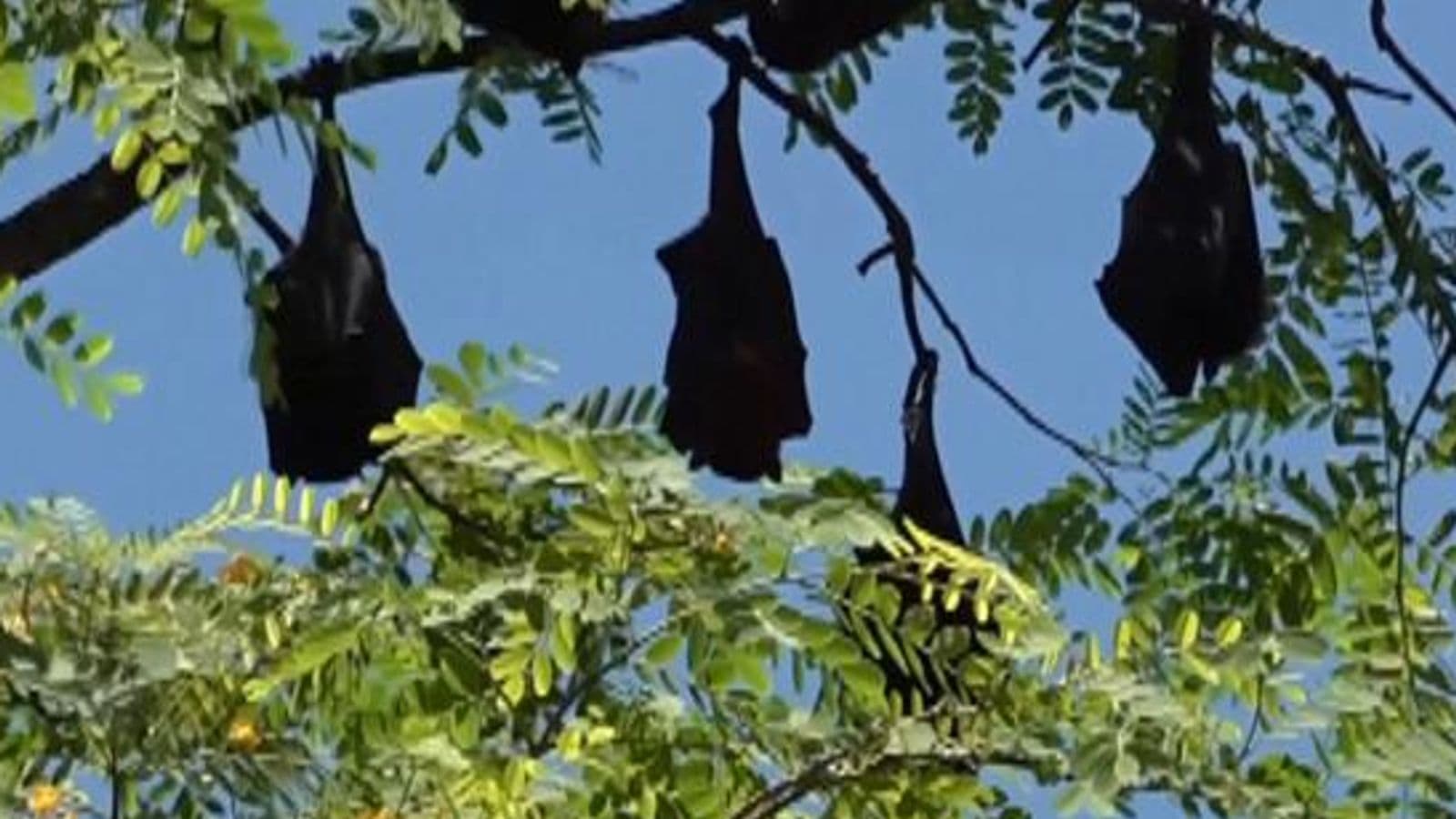 'Flying foxes', otherwise knows as fruit bats, plague Australian city | World News | Sky News - Featured Image