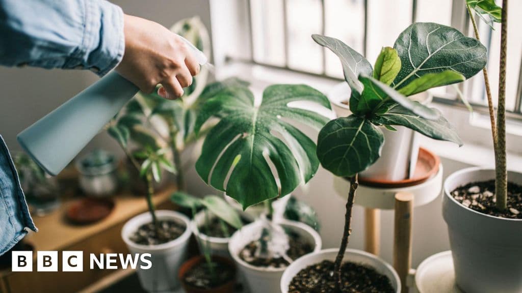 Serial houseplant killer? Here's how to keep them alive - BBC News - Featured Image