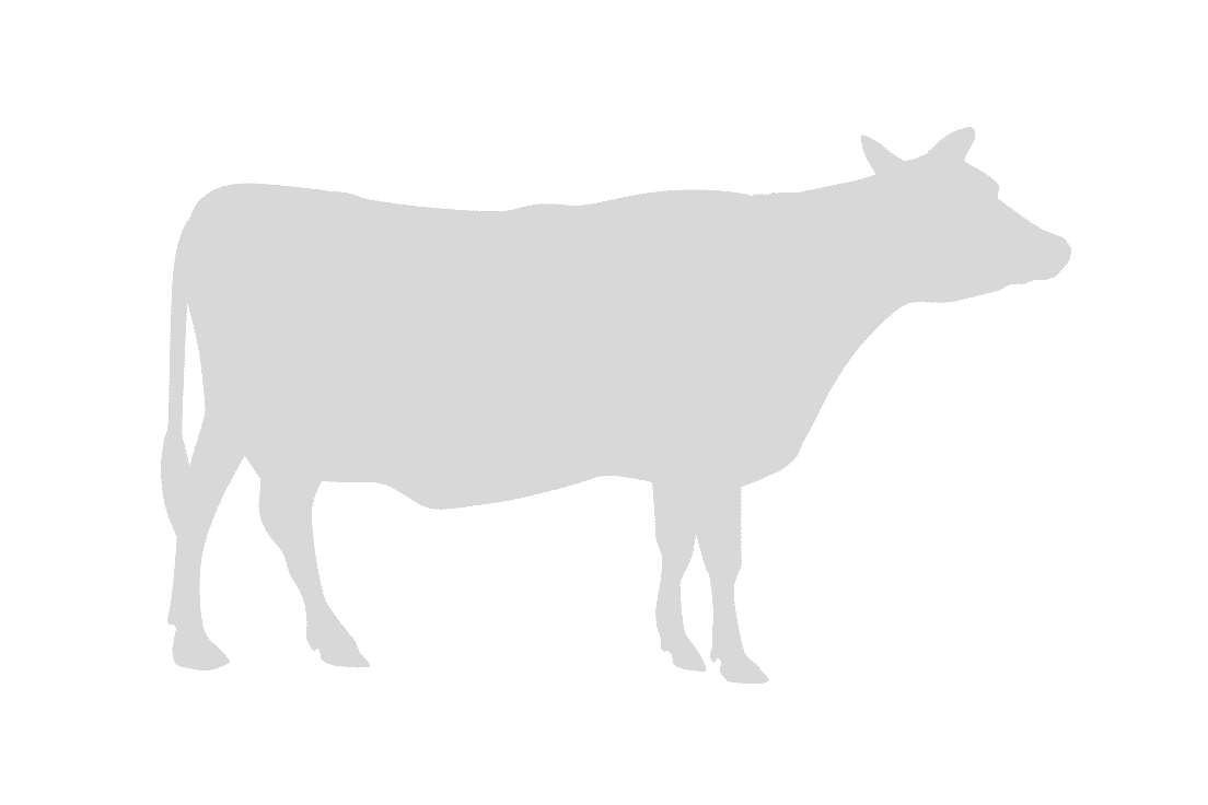 Find the Invisible Cow - Featured Image