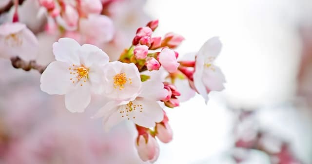 Japan releases first official sakura cherry blossom forecast for 2026 | SoraNews24 -Japan News- - Featured Image