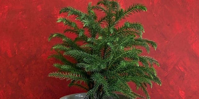 4 Christmas Plants I’m Keeping After the Holidays—and 2 Not Worth the Trouble - Featured Image