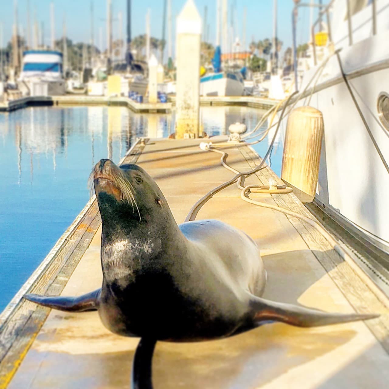 VERY Large sea mammals oppose you! - Image
