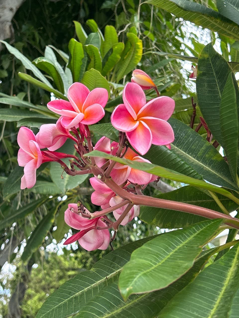 Fall in LA. 🌸 - Image