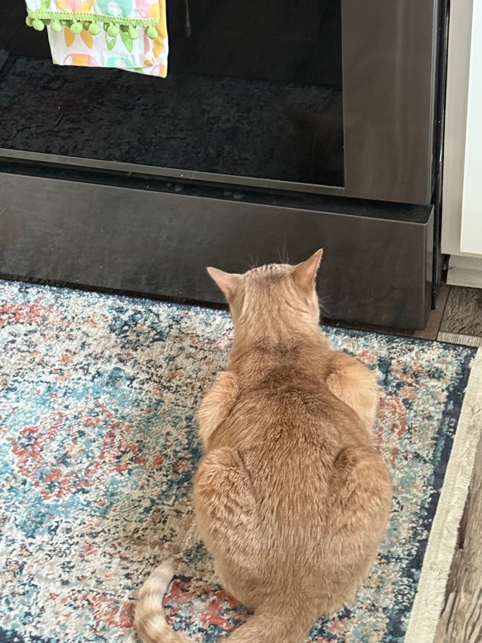 We’re doing this!  Kitty Diggy!  Here is where my orange lives in “oven world” - She talks to us through this. - Image