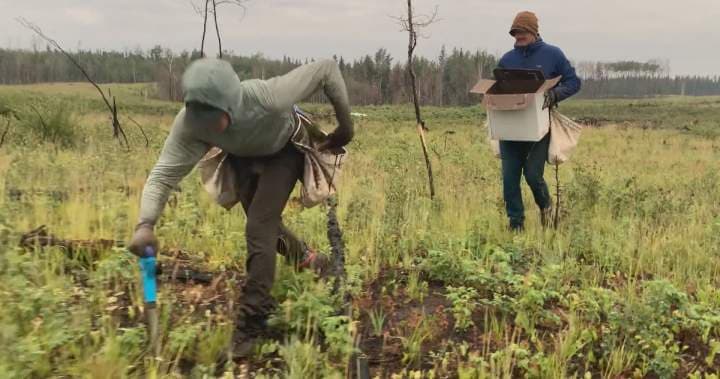 Quebecer breaks Guinness world record, planting more than 23K trees in 24 hours - Featured Image