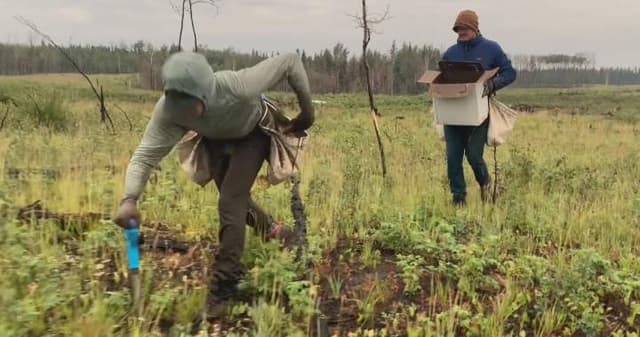 Quebecer breaks Guinness world record, planting more than 23K trees in 24 hours - Featured Image