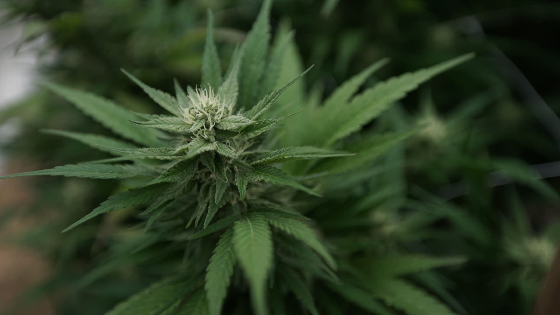 Federal hemp THC ban would be delayed for two years under new bill (Newsletter: January 14, 2026) - Marijuana Moment - Featured Image