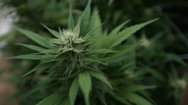 Federal hemp THC ban would be delayed for two years under new bill (Newsletter: January 14, 2026) - Marijuana Moment - Featured Image